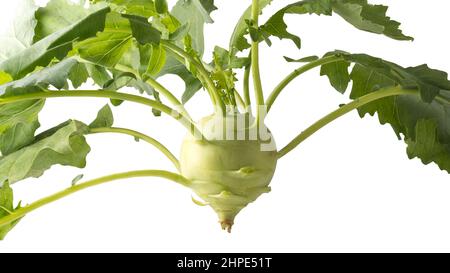 fresh green kohlrabi cabbage, edible and healthy vegetable, closeup with leaves isolated on white background Stock Photo