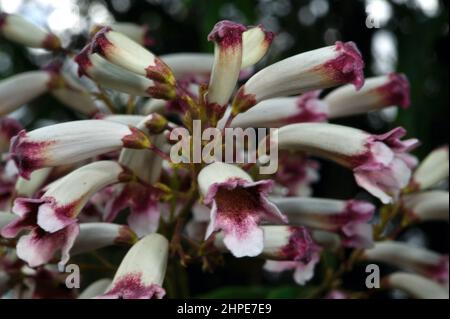 Wonga Vine (Pandorea Pandorana) is a spectacular native climber - especially when in flower. Found this growing over a tree in Jells Park, Victoria. Stock Photo