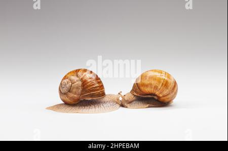 two snails met face to face on a white background Stock Photo