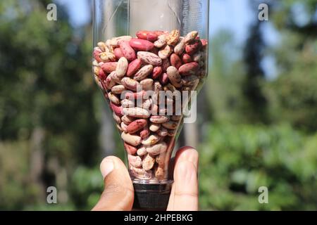 Bean seeds in a small bottle held in hand on nature background, Rajma seeds or Mottled Kidney Beans Stock Photo