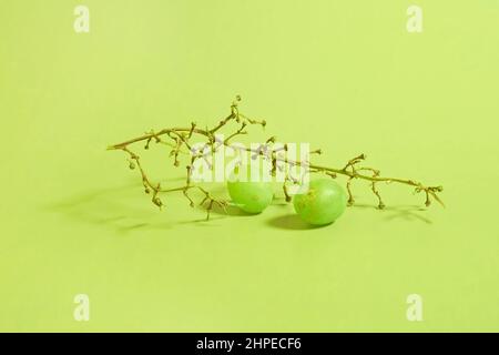 Rotten grapes on an empty branch of green grapes on a colored background Stock Photo