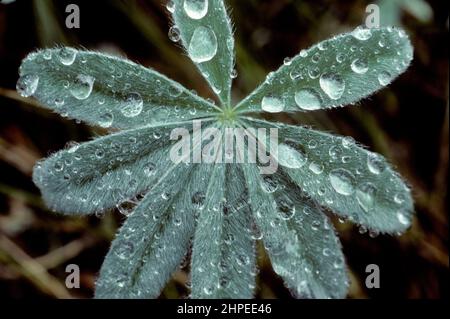 Lupine (Lupinus sp.) leaf after rain Stock Photo