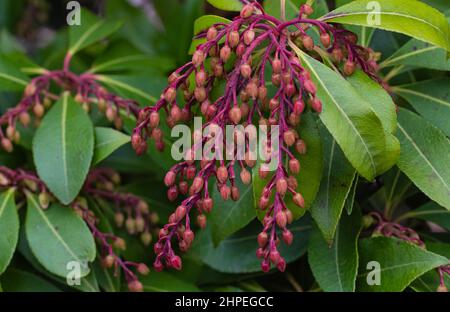 A beautiful Pieris Japonica bloom macro with flowering bell flowers. Stock Photo