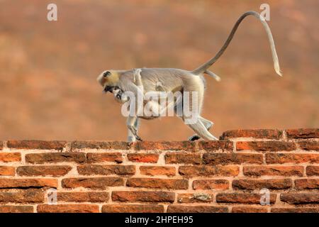 Langur in town. Mother and young running on the wall. Wildlife of Sri Lanka. Common Langur, Semnopithecus entellus, monkey on the orange brick buildin Stock Photo