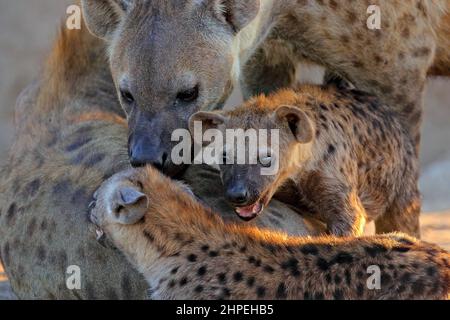 Hyena evening sunset light. Hyena, detail portrait. Spotted hyena, Crocuta crocuta, angry animal near the water hole, beautiful evening sunset and cub Stock Photo