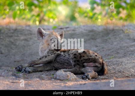 Hyena evening sunset light. Hyena, detail portrait. Spotted hyena, Crocuta crocuta, angry animal near the water hole, beautiful evening sunset and cub Stock Photo