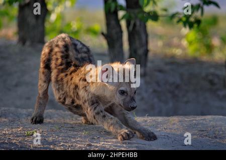 Hyena evening sunset light. Hyena, detail portrait. Spotted hyena, Crocuta crocuta, angry animal near the water hole, beautiful evening sunset and cub Stock Photo