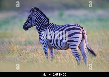 Zebra with yellow golden grass. Burchell's zebra, Equus quagga burchellii, Nxai Pan National Park, Botswana, Africa. Wild animal on the green meadow. Stock Photo