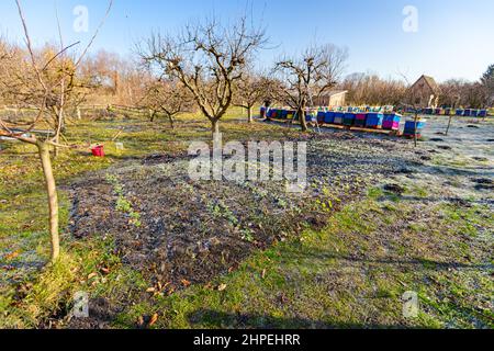 View on a whole yard with garden planted off green lettuce, young onions and peas covered with hoarfrost, early morning frost in winter time, beehives Stock Photo