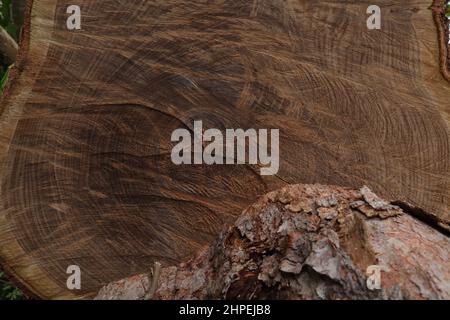 Close up of a cross section of a separated tree stem with a bark of other part in foreground Stock Photo