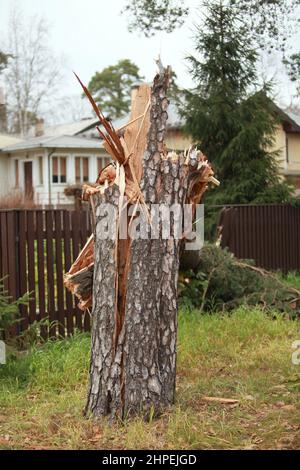 stump  broken by the wind huge pine tree Stock Photo