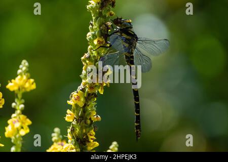 Closeup shot of a golden-ringed dragonfly Stock Photo