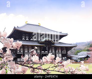 Blooming sakura trees in garden near to Todaiji Temple (Great Eastern Temple), Nara, Japan. Japanese hanami festival when people enjoy sakura blossom. Stock Photo