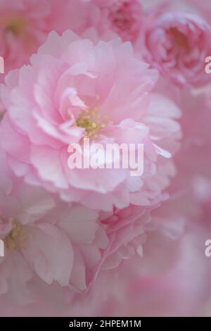 Soft pink cherry blossom in spring time Stock Photo