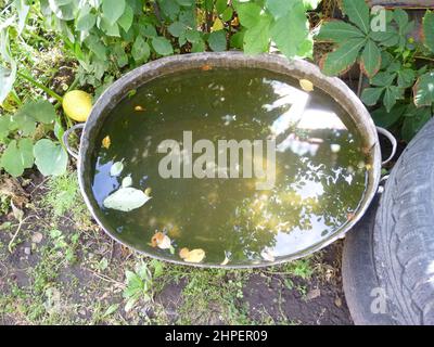 Water tank in the garden to collect rainwater, muddy water, floating leaves Stock Photo