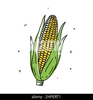 Corn cob isolated on white background. Organic healthy food. Vector hand-drawn illustration in doodle style. Perfect for cards, logo, decorations Stock Vector