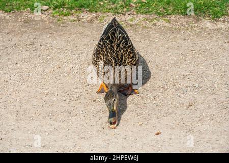 Nice close-up view of a female mallard or wild duck (Anas platyrhynchos), a dabbling duck eating bread on a walkway in the Baroque garden of the... Stock Photo