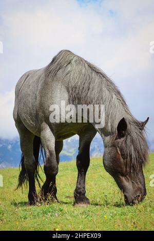Grey Horse in Austria. Equus Caballus Grazing on Green Grass Outdoors in Nature in Tyrol. Stock Photo