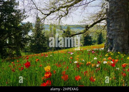Park with trees and colorful tulips blooming in spring. High quality photo Stock Photo