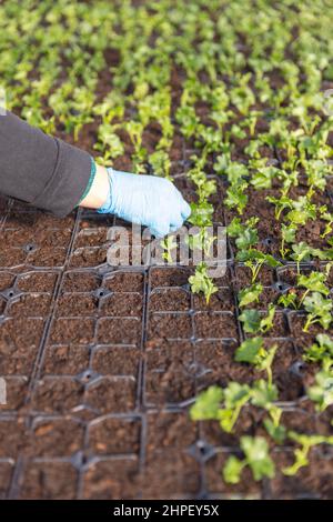 Geranium plant planting in plastic tray in the nursery Stock Photo