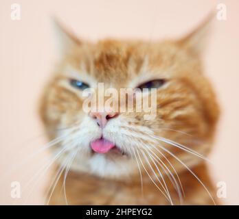 Lovely old cat looking somewhere and showing its tongue. Selective soft focus. Stock Photo