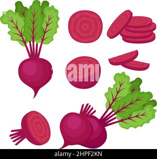 Beetroot, whole vegetable, half and slices, vector illustration Stock Vector