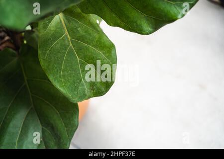 Fiddle Fig tree with copy space Stock Photo