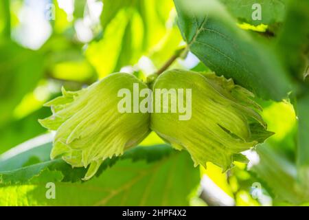 Mature fruits of hazelnut. Hazelnut tree canopy, with young fruit. Stock Photo