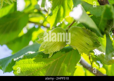 Mature fruits of hazelnut. Hazelnut tree canopy, with young fruit. Stock Photo