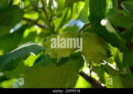 Mature fruits of hazelnut. Hazelnut tree canopy, with young fruit. Stock Photo