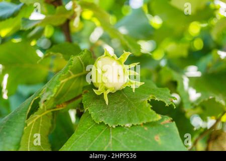 Mature fruits of hazelnut. Hazelnut tree canopy, with young fruit. Stock Photo