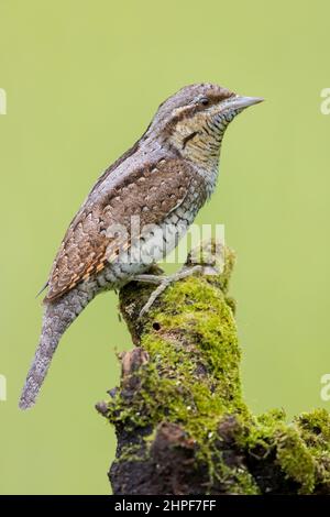 Eurasian Wryneck (Jynx torquilla), side view of an adult perched on an old branch, Campania, Italy Stock Photo