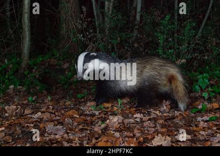 European Badger (Meles meles), side view of an adult walking in a wood, Campania, Italy Stock Photo