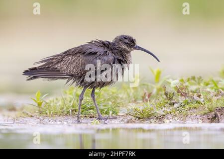 Eurasian Whimbrel (Numenius phaeopus), side view of a bird with the plumage covered in oil, Campania, Italy Stock Photo