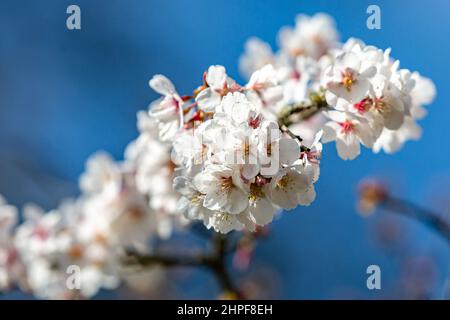 Pretty blossom on a sunny spring day Stock Photo