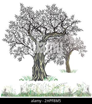 old olive trees in nature, Illustration isolated on white background Stock Vector