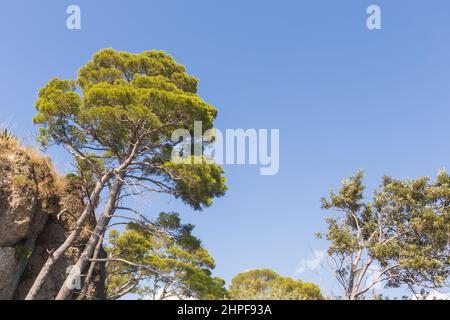 Low angle view of two maritime pines. Copy space. Stock Photo