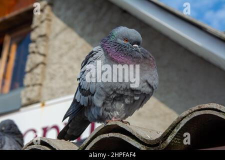 A beautiful fluffy dove sits on the roof on a sunny day. Close-up photo of a dove. Stock Photo