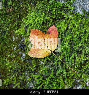 Feuille morte sur mousse, Saint Zacharie, Source des Nayes, Var, 83, France, PACA Stock Photo