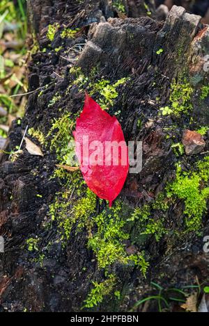 Feuille morte sur tronc, Saint Zacharie, Var, France, Source des Nayes, 83, Var Stock Photo