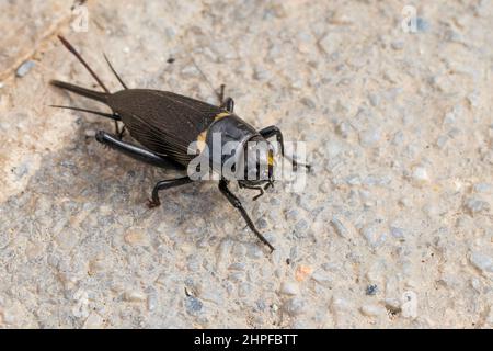Gryllus bimaculatus, Mediterranean field cricket Stock Photo
