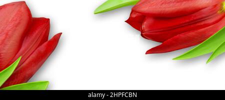 Two red tulips against white background Stock Photo