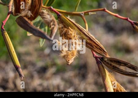 Seed Pods of the Nerium oleander Stock Photo