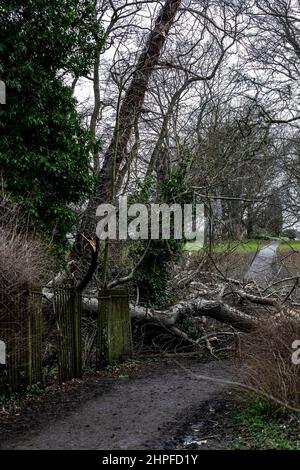 Northampton, UK. Weather. 21st Febuary 2022. Strong winds in Abington Park as the aftermath of storm Eunice continues  blowing down trees. Credit: Keith J Smith./Alamy Live News. Stock Photo