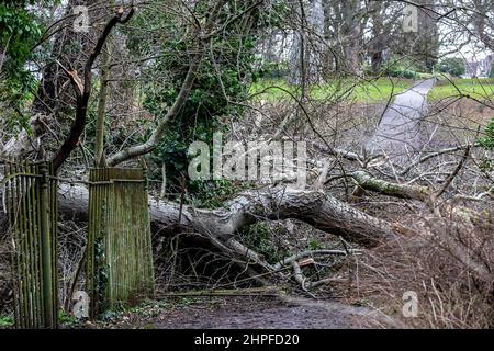 Northampton, UK. Weather. 21st Febuary 2022. Strong winds in Abington Park as the aftermath of storm Eunice continues  blowing down trees. Credit: Keith J Smith./Alamy Live News. Stock Photo