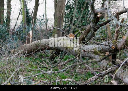 Hambledon Road, Godalming. 21st February 2022. High winds across the Home Counties again today as Storm Franklin made landfall. Storm damage in Godalming in Surrey. Credit: james jagger/Alamy Live News Stock Photo