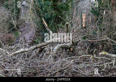 Northampton, UK. Weather. 21st Febuary 2022. Strong winds in Abington Park as the aftermath of storm Eunice continues  blowing down trees. Credit: Keith J Smith./Alamy Live News. Stock Photo