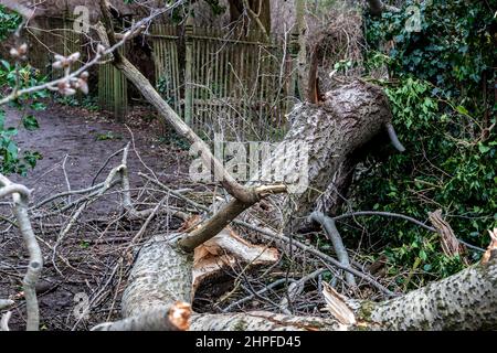 Northampton, UK. Weather. 21st Febuary 2022. Strong winds in Abington Park as the aftermath of storm Eunice continues  blowing down trees. Credit: Keith J Smith./Alamy Live News. Stock Photo