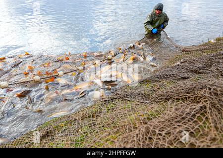 Fisherman wear waterproof overalls in fishpond he pulling fishing net full  of crap fish, harvest at fish farm Stock Photo - Alamy