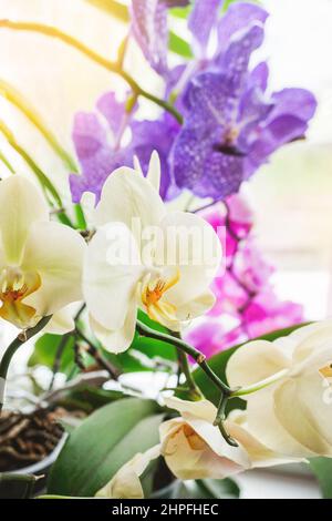 Orchids-moths with flower spikes in buds, ready for flowering, take care of flowering houseplants. Enjoying the flowering of tropical plants. soft foc Stock Photo